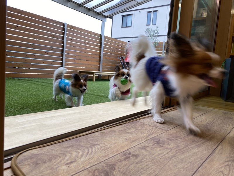 愛犬家住宅展示場