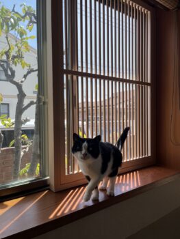 ひたちなか市　平屋　注文住宅
