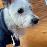 「そこ寒いよ？」愛犬が教えてくれる冬のおうちの弱点